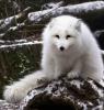 fox-white-cute