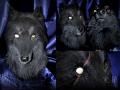 1302360533.radywolf black wolf