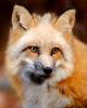 Red Fox 791
