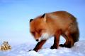 Red Fox_7