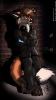 Blake da Fox     1...resized