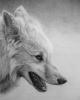wolfpencil resized