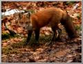 Red Fox 829