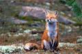 fox-sit-nat