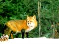 Red Fox_9