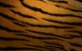 ws Tiger Skin 2560x1600