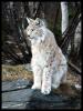 Lynx 091