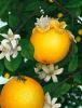 1253673876.serious...oranges
