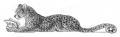 syn-leopardzine resized