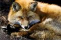 Red Fox 875