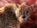 088 by B.Cat .jpg
