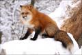 Red Fox 834
