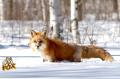 Red Fox_14