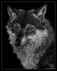 scratchboardwolf w... Albert