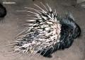 porcupines