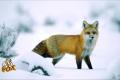 Red Fox_1