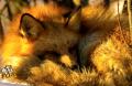 Red Fox_15