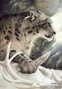 ontheprowl resized