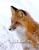 Red Fox 899