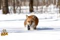 Red Fox_13