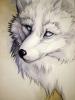 Arctic-fox by Sebastian