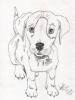 perrito resized