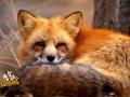 Red Fox 23