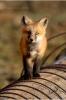Red Fox 858