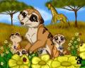1246609499.atimon meerkats