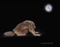 1184746782.vantid moonbow 001
