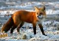 Red Fox 26