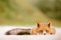sleepy-fox-is-slee...raimond