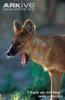 Dhole-mouth-open