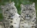 snow_leopard_pair.jpg