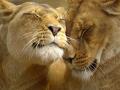 Loving Lions 1.jpg
