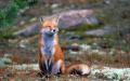 78659-fox-nature-a...smiling
