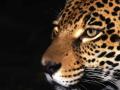 Night Stalker, Jaguar 1.jpg