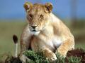 Predatory Stare, Lioness 1.jpg