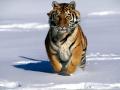 snow-tiger-1024
