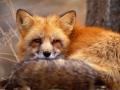 Red Fox 1.jpg