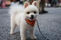 cute-dog-furry-pup...m-91037