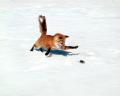 Chasing a Snack_ Red Fox.jpg